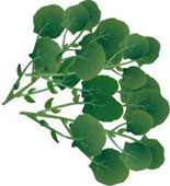 American Land Cress , Cress